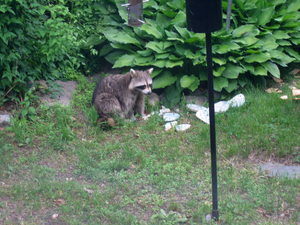 Visitor to back yard