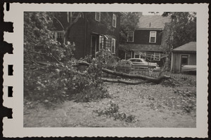 Maple tree uprooted in backyard at Josiah Quincy House, by the hurricane, August 31, 1954