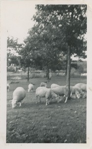 Cheviot sheep owned by Robert Brackley, New Salem Academy Class of 1955, Future Farmers of America project