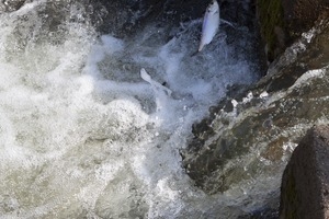 Alewife leaping up the waterfall during the herring run at the Stony Brook Grist Mill and Museum