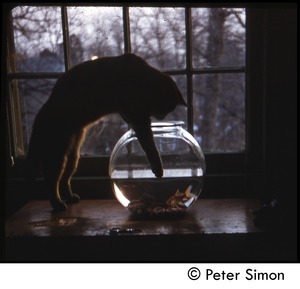 Cat reaching for a goldfish in a fish bowl