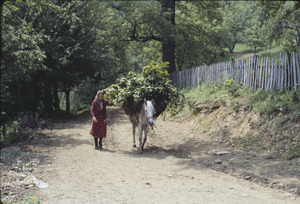 Woman with horse in Volce
