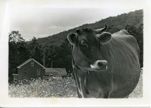 Jersey cow in a field, Montague Farm Commune