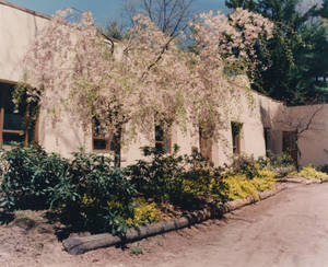 Pink Tree in front of the Pueblo of the Seven Fires