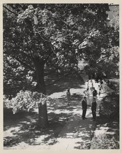 Students outside on the campus of Springfield College, ca. 1970