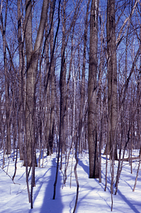 Mature red oaks in International Biological Programme (IBP) Plot - U.S. Forest Service Farm Forestry Unit A South