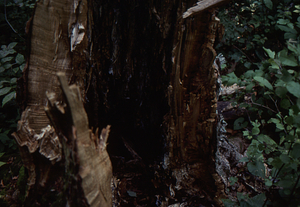 Tree damage from 15 July 1995 storm. Snapped trunk of sugar maple in Plot 0811