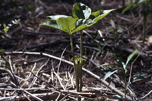 Jack-in-the-pulpit (Arisaema triphyllum) in full flower.