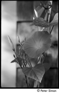 Morning glory, flower and buds