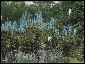 Waugh Garden (tall blue flowers with birdhouse)
