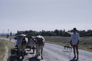 Cows in Prahovo