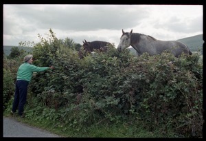 Woman gathering berries in a hedgerow, with horses looking over