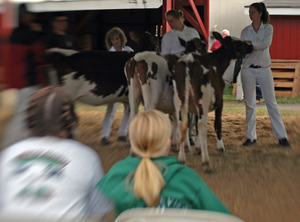 Franklin County Fair: Calves being judged