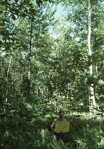 Birch Strips - White Birch Regeneration Study - White Birch Study Area. Strip Treatment Plot 1A. Portrait orientation.