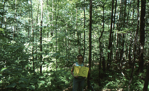 Birch Strips - White Birch Regeneration Study - White Birch Study Area. Strip Treatment Plot 1C. Landscape orientation.