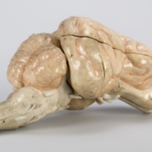 Auzoux model of cat brain