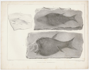 J. Peckham plate, "Fossil fish, Sunderland," 1841