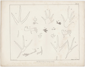 Orra White Hitchcock plate, "Feet and Tracks of Living Animals," 1841