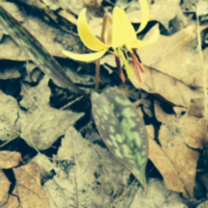 A little yellow flower; close up
