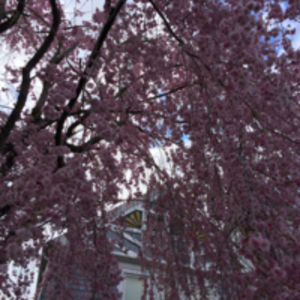 Cherry tree over Victorian home