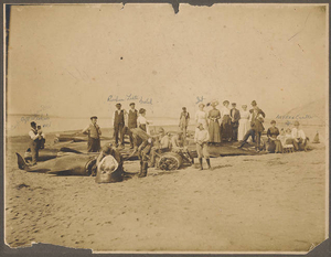 Beach with stranded blackfish