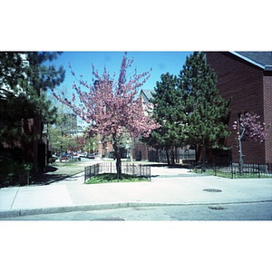 A flowering tree in the Villa Victoria neighborhood.