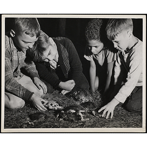 Four Boys' Club members sit together, playing with turtles