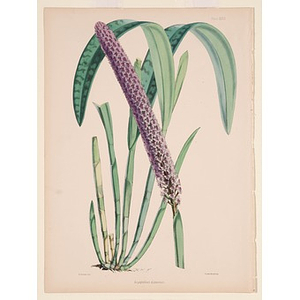 Monograph of the Genus Lilium