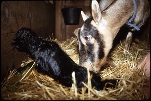 Newborn kid and mother, Serendipity Farm barn