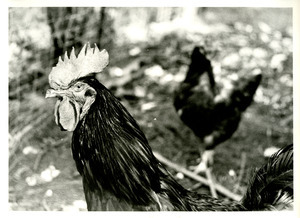 Rooster and hen behind
