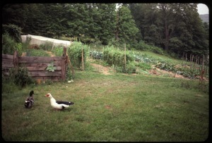 Ducks on the lawn near the garden, Montague Farm Commune