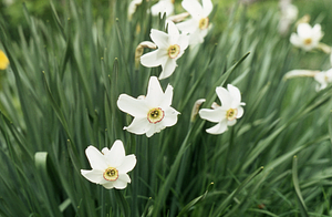 Pheasant-eye narcissus (Narcissus poeticus) growing in the Buxton Garden.