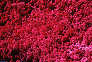 Aerial false color IR image of face of Northwest Hill adjacent to Hoosic River. False Color Infrared/True Color Project.
