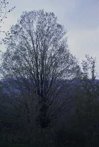 Open-grown sugar maple (Acer saccharum) in northeastern Moon Lot.