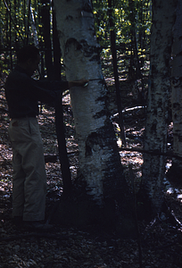 Frank E. Cunningham measuring diameter of paper birch in the White Birch Study Area.