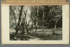 [Collotype illustrations from photographs of scenery in Parks and tree-lined avenues]