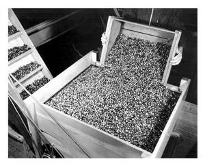 Dumping fruit into seperator at L. B. Barkers Bourndale Mass 1938