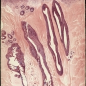 Teaching watercolor of tissue at a microscopic level