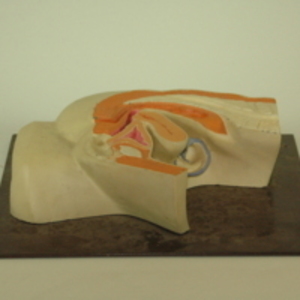 Replica of Dickinson-Belskie model of female pelvis, 1945-2007