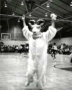 Hiram the Ram mascot at Suffolk University basketball game with cheerleaders in the background