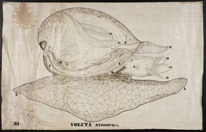 Orra White Hitchcock drawing of voluta aethiopica