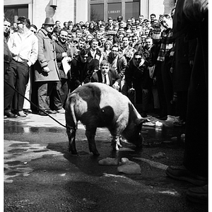 A pig sniffs the ground during a hog calling competition in the Quadrangle