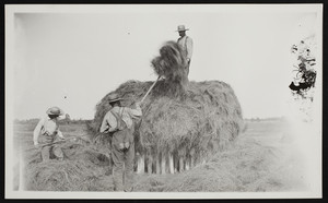 Three men in a marshy area stacking hay, Hampton, N.H., undated