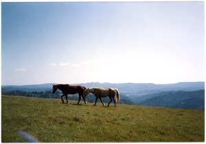 Horses grazing on neighboring ridge, Salmon Creek