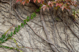 Ivy growing on the side of the Cow Barn