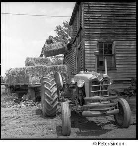 Haying in Virginia: throwing bales from a flatbed into the barn