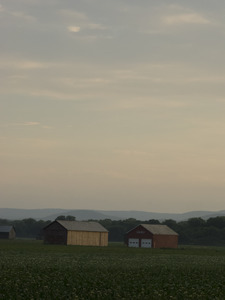 Tobacco barns in a field, Hatfield, Mass.