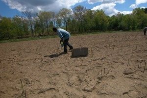 Hibbard Farm: harvesting asparagus