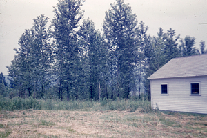 Hybrid Poplar Plantation north of HMF Headquarters. Summer - 1952.