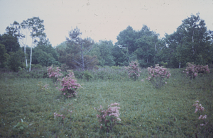 Pink azalea (Rhododendron prinophyllum) in flower in blueberry heath along Taconic Crest Trail near Jim Smith Hill.